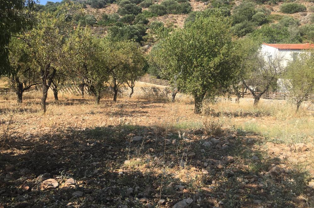 DATÇA PALAMUTBÜKÜNDE YOLA CEPHE 1267 M2 ARAZİ