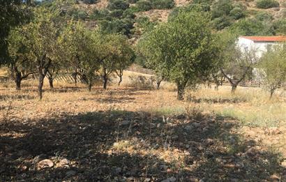 DATÇA PALAMUTBÜKÜNDE YOLA CEPHE 1267 M2 ARAZİ