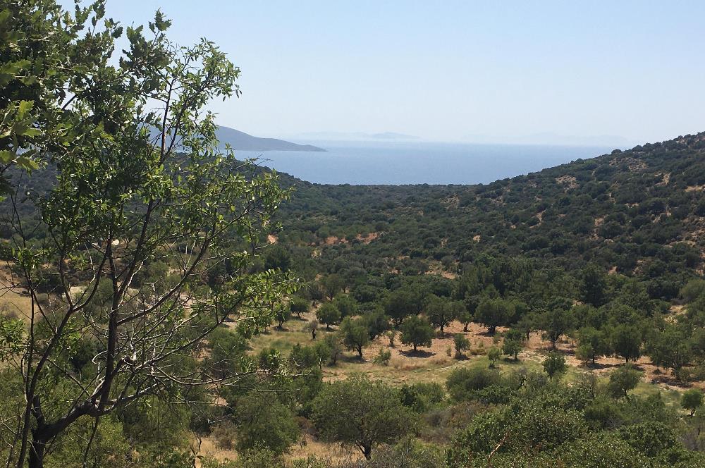 DATÇA CUMALIDA KADASTRAL YOLU OLAN 8.240 M2 BADEMLİK