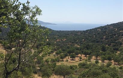 DATÇA CUMALIDA KADASTRAL YOLU OLAN 8.240 M2 BADEMLİK