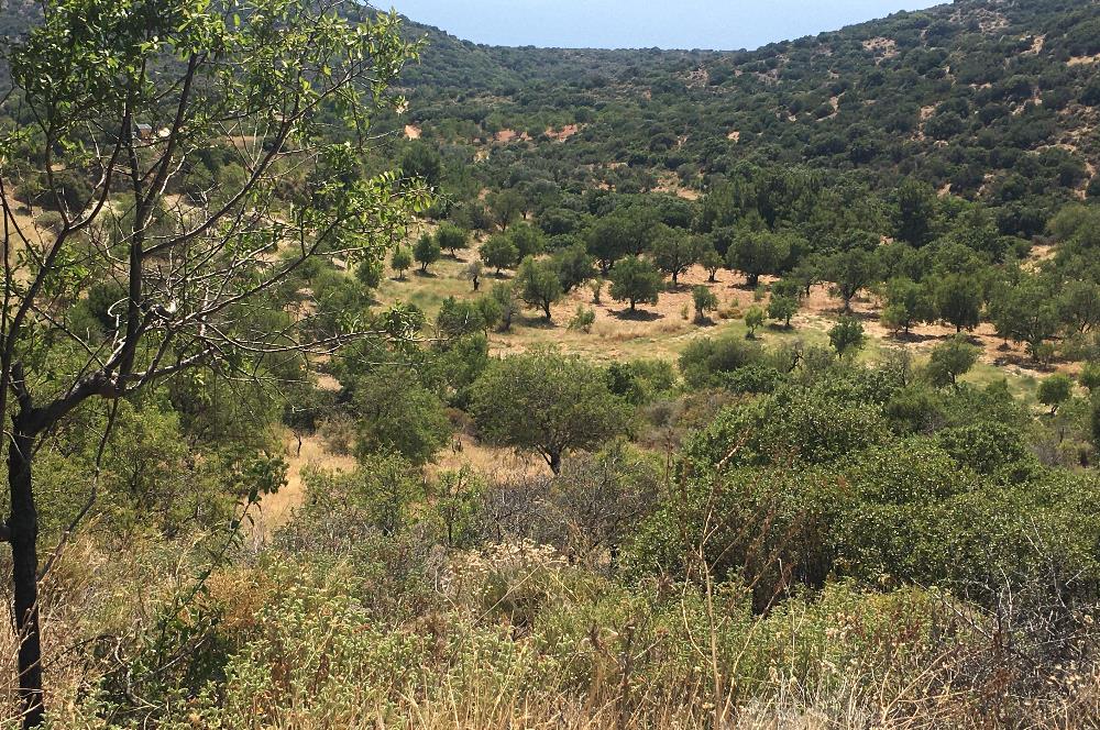DATÇA CUMALIDA KADASTRAL YOLU OLAN 1.205 M2 BADEMLİK