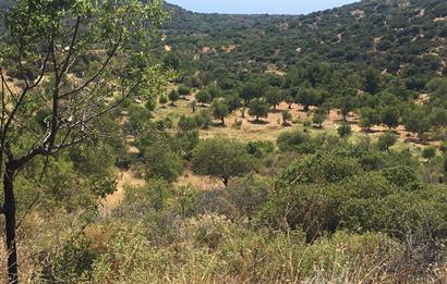 DATÇA CUMALIDA KADASTRAL YOLU OLAN 1.205 M2 BADEMLİK
