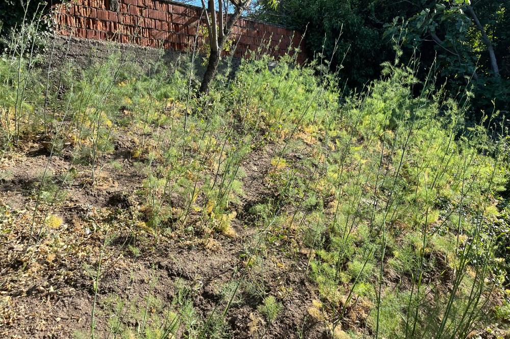 CENTURY 21 BAL'DAN SUSURLUK BURHANİYE MAH.DE SATILIK ARSA