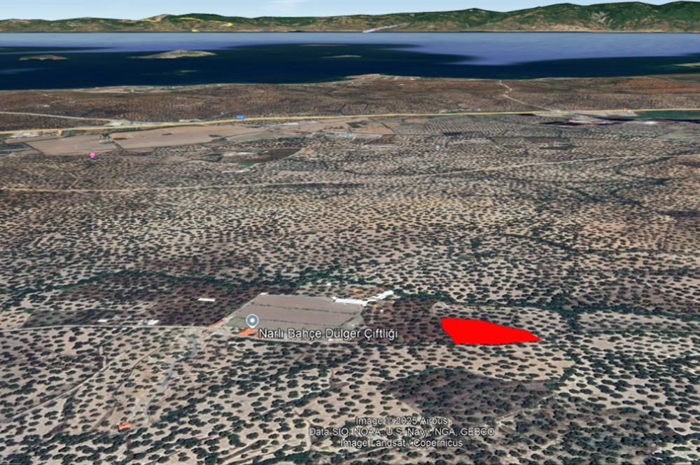 Ayvalık Fethiyede Yatırımlık 4.237 m² Zeytinlik Elektrik, Yol