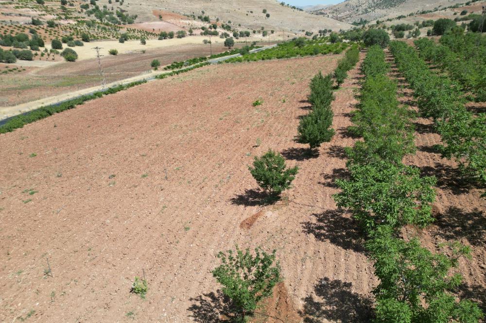 GERCUŞ KOZLU KÖYÜ YOLUNDA SATILIK CEVİZ VE FISTIK BAHÇESİ