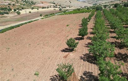 GERCUŞ KOZLU KÖYÜ YOLUNDA SATILIK CEVİZ VE FISTIK BAHÇESİ