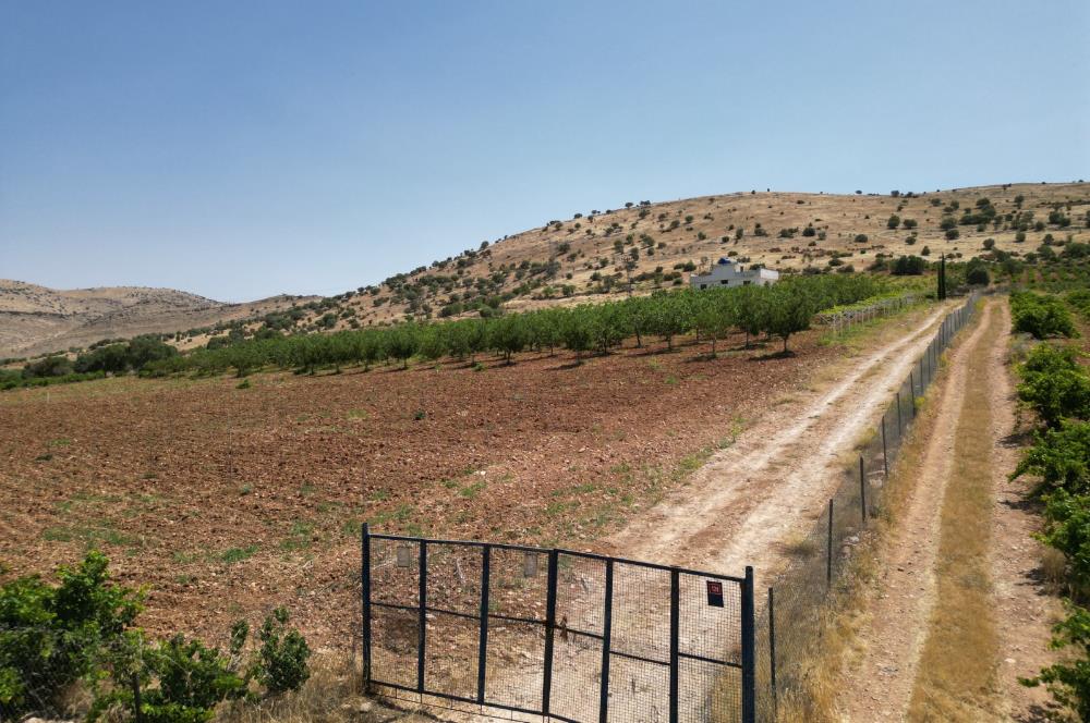 GERCUŞ KOZLU KÖYÜ YOLUNDA SATILIK CEVİZ VE FISTIK BAHÇESİ