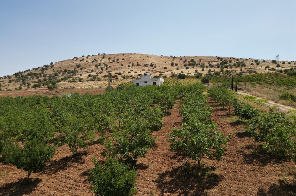 GERCUŞ KOZLU KÖYÜ YOLUNDA SATILIK CEVİZ VE FISTIK BAHÇESİ