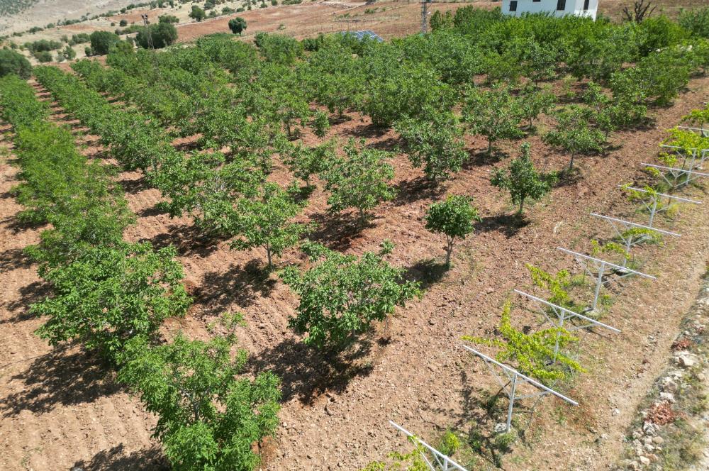 GERCUŞ KOZLU KÖYÜ YOLUNDA SATILIK CEVİZ VE FISTIK BAHÇESİ