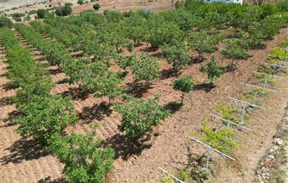 GERCUŞ KOZLU KÖYÜ YOLUNDA SATILIK CEVİZ VE FISTIK BAHÇESİ