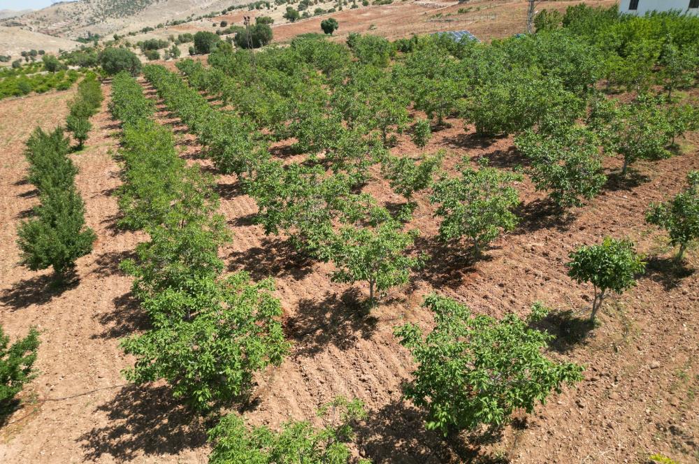 GERCUŞ KOZLU KÖYÜ YOLUNDA SATILIK CEVİZ VE FISTIK BAHÇESİ