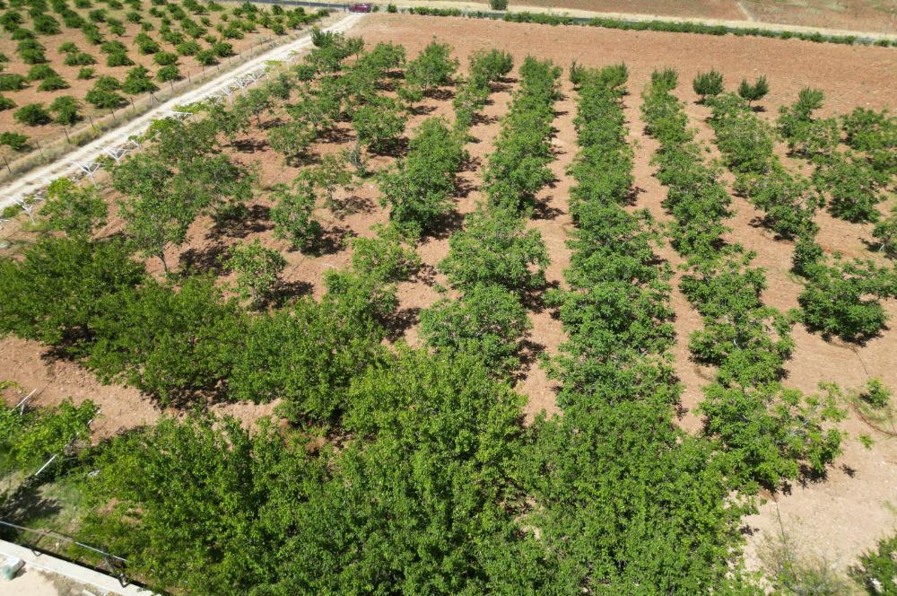 GERCUŞ KOZLU KÖYÜ YOLUNDA SATILIK CEVİZ VE FISTIK BAHÇESİ