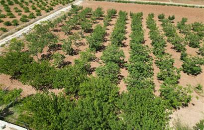 GERCUŞ KOZLU KÖYÜ YOLUNDA SATILIK CEVİZ VE FISTIK BAHÇESİ