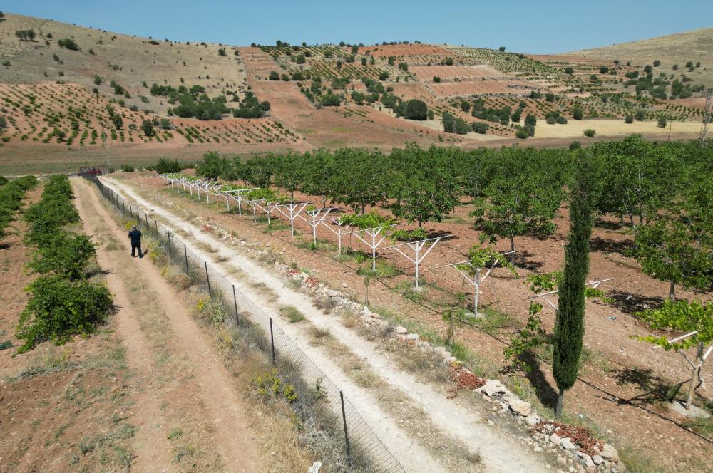 GERCUŞ KOZLU KÖYÜ YOLUNDA SATILIK CEVİZ VE FISTIK BAHÇESİ