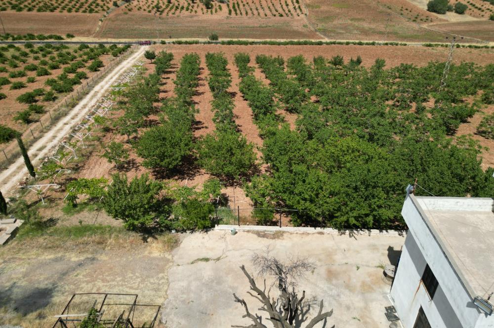 GERCUŞ KOZLU KÖYÜ YOLUNDA SATILIK CEVİZ VE FISTIK BAHÇESİ