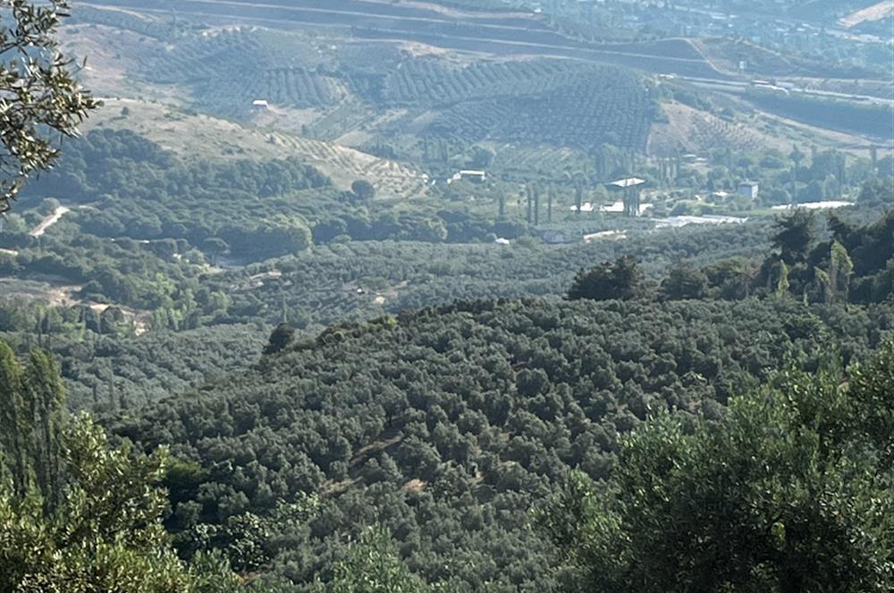 C21Cius:Yeniköy'de kadastro yola cephe yatırımlık zeytinlik