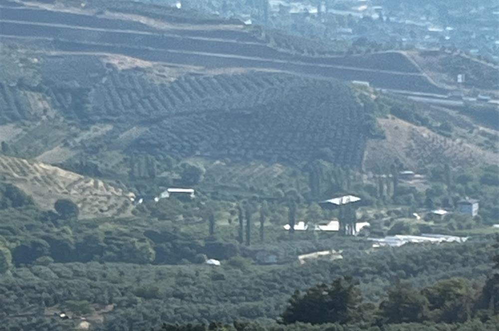 C21Cius:Yeniköy'de kadastro yola cephe yatırımlık zeytinlik