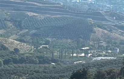 C21Cius:Yeniköy'de kadastro yola cephe yatırımlık zeytinlik