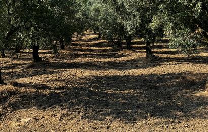 C21Cius:Yeniköy'de kadastro yola cephe yatırımlık zeytinlik