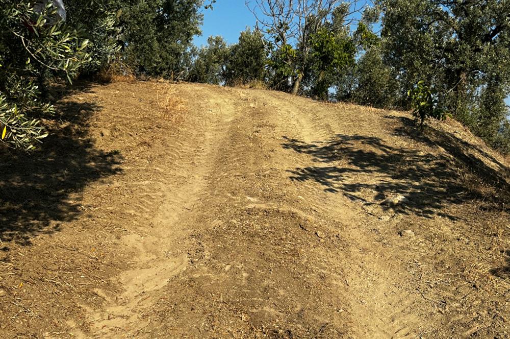 C21Cius:Yeniköy'de kadastro yola cephe yatırımlık zeytinlik