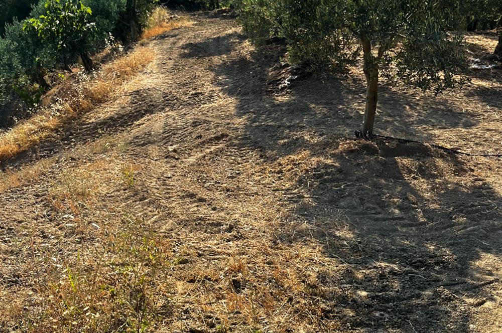 C21Cius:Yeniköy'de kadastro yola cephe yatırımlık zeytinlik