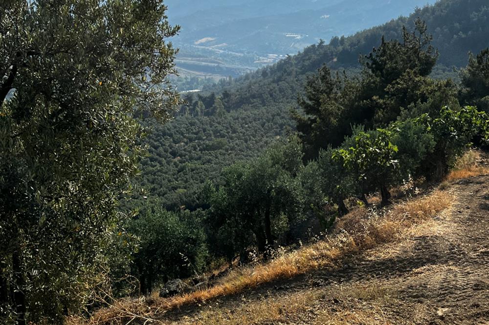 C21Cius:Yeniköy'de kadastro yola cephe yatırımlık zeytinlik