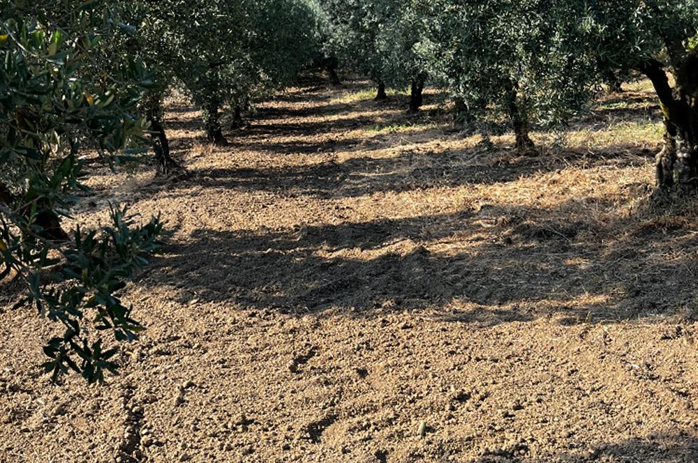 C21Cius:Yeniköy'de kadastro yola cephe yatırımlık zeytinlik