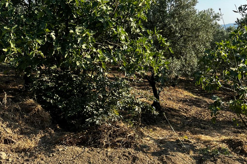 C21Cius:Yeniköy'de kadastro yola cephe yatırımlık zeytinlik