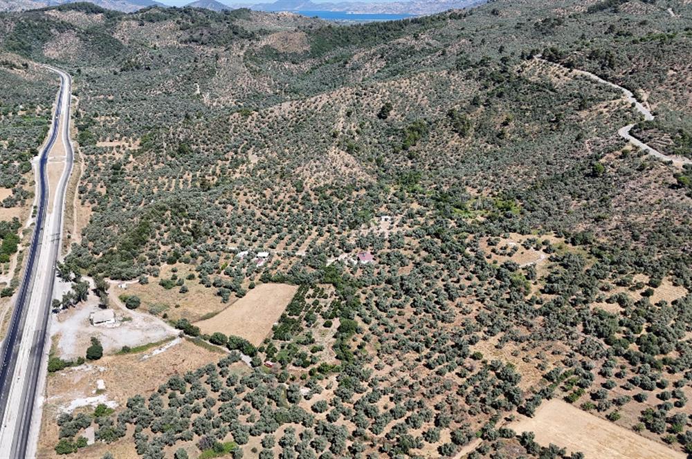 Milas Danişment Satılık 38 Dönüm Zeytin Çiftliği