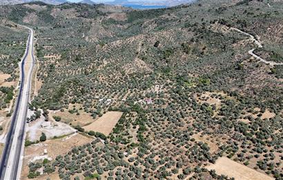 Milas Danişment Satılık 38 Dönüm Zeytin Çiftliği