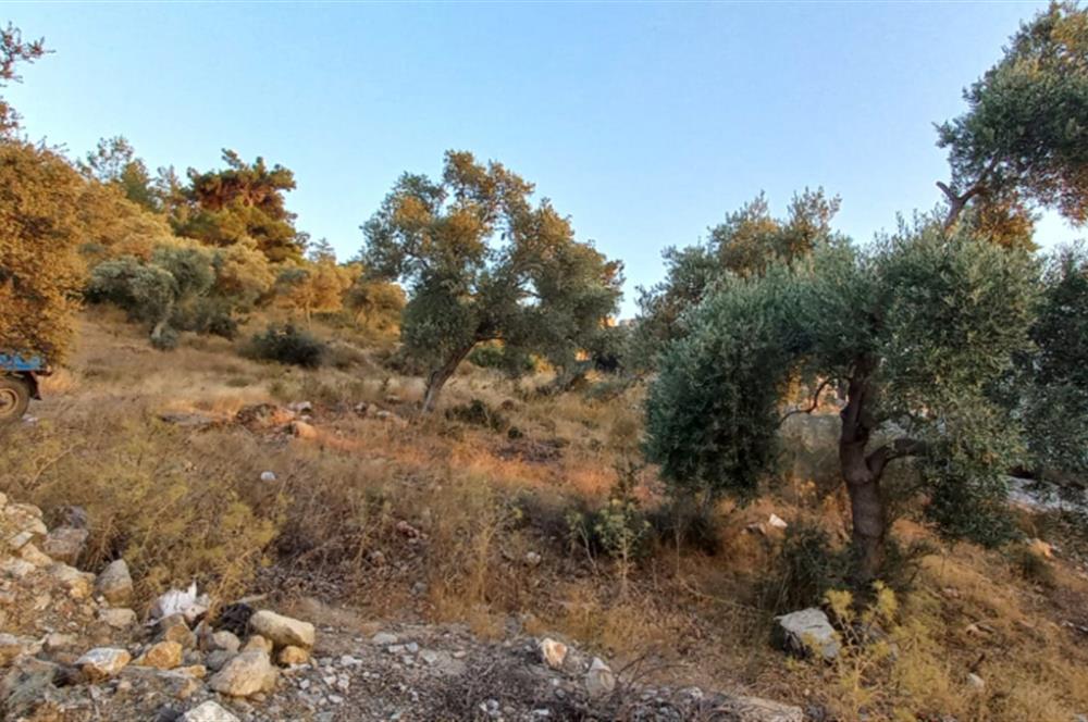 Milas Kıyıkışlacık satılık muhtesem bir yatirim firsatı  imarlı arsa