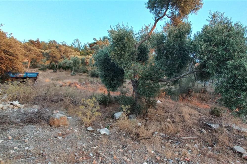 Milas Kıyıkışlacık satılık muhtesem bir yatirim firsatı  imarlı arsa