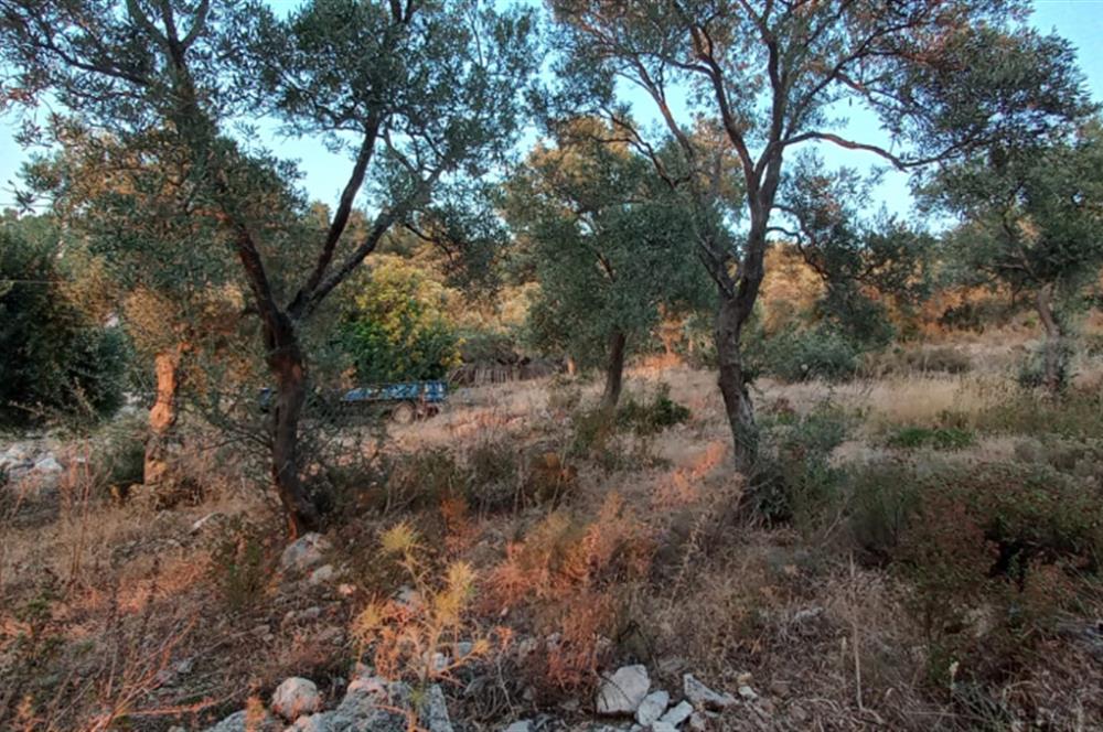 Milas Kıyıkışlacık satılık muhtesem bir yatirim firsatı  imarlı arsa