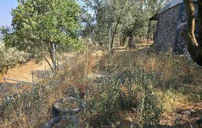 C21 Cius; Gedelek 396m² Göl Doğa Manzaralı Yola cephe Hobi bahç.