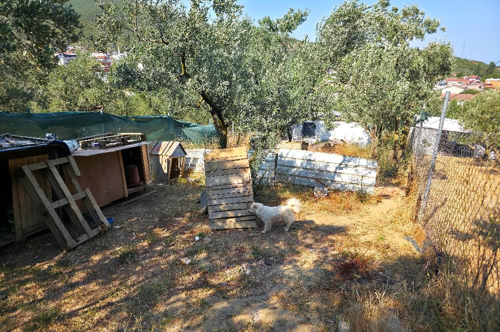 C21 Cius; Gedelek 396m² Göl Doğa Manzaralı Yola cephe Hobi bahç.