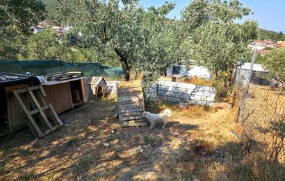 C21 Cius; Gedelek 396m² Göl Doğa Manzaralı Yola cephe Hobi bahç.