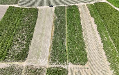 C21 WİNNER BALIKESİR ATKÖY 1.500m² SATILIK TARLA