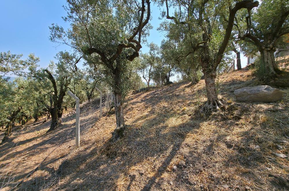 C21 Cius; Gedelek 1865m² Göl ve Doğa Manzaralı Yola Cephe Fırsat