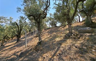 C21 Cius; Gedelek 1865m² Göl ve Doğa Manzaralı Yola Cephe Fırsat