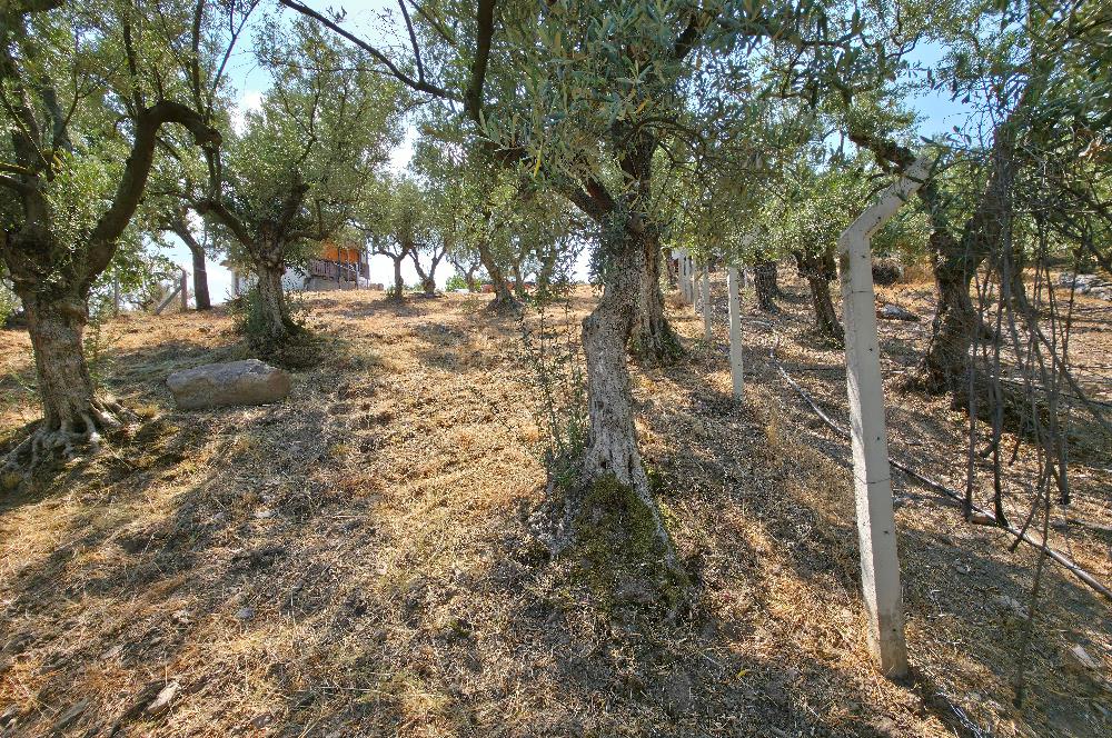 C21 Cius; Gedelek 1865m² Göl ve Doğa Manzaralı Yola Cephe Fırsat