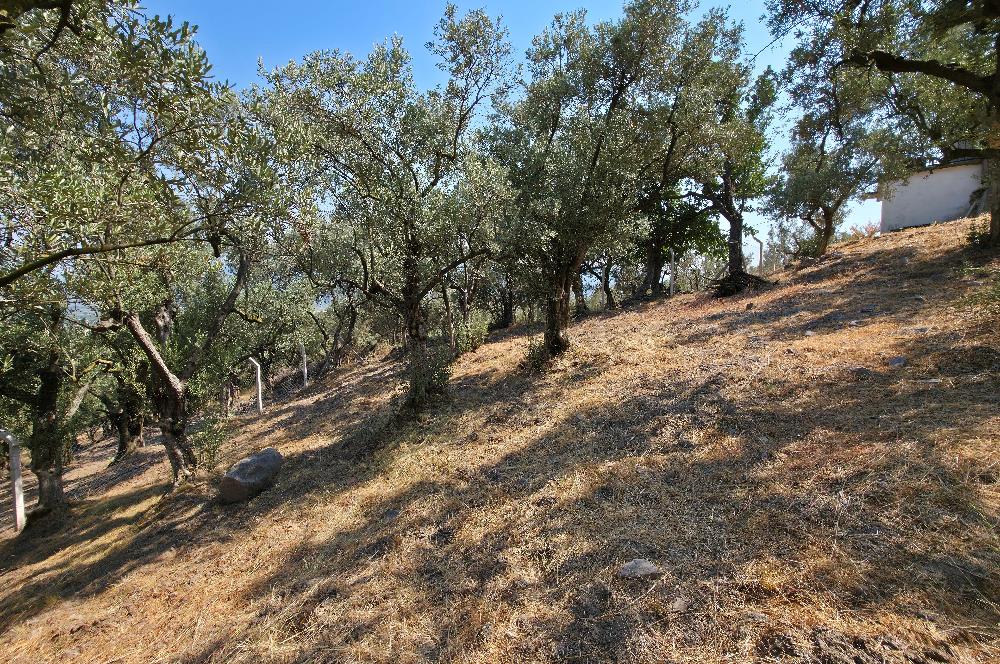 C21 Cius; Gedelek 1865m² Göl ve Doğa Manzaralı Yola Cephe Fırsat