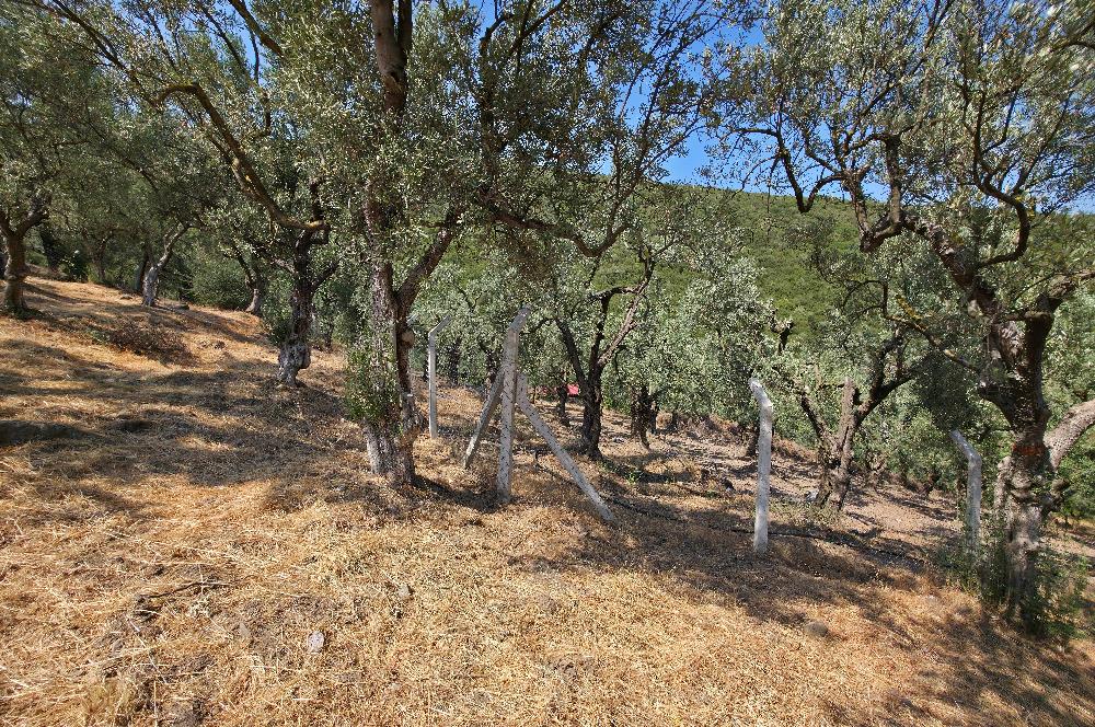 C21 Cius; Gedelek 1865m² Göl ve Doğa Manzaralı Yola Cephe Fırsat
