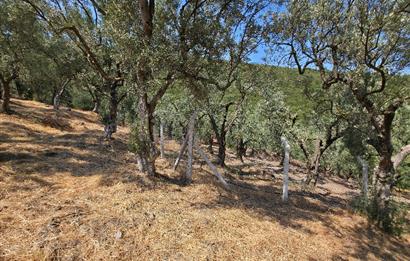 C21 Cius; Gedelek 1865m² Göl ve Doğa Manzaralı Yola Cephe Fırsat