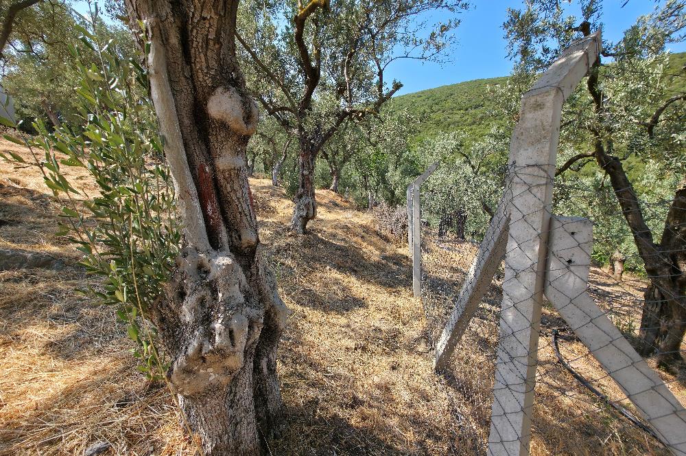 C21 Cius; Gedelek 1865m² Göl ve Doğa Manzaralı Yola Cephe Fırsat