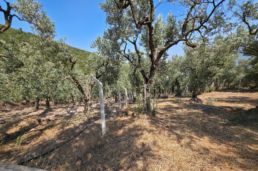 C21 Cius; Gedelek 1865m² Göl ve Doğa Manzaralı Yola Cephe Fırsat