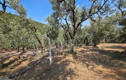 C21 Cius; Gedelek 1865m² Göl ve Doğa Manzaralı Yola Cephe Fırsat