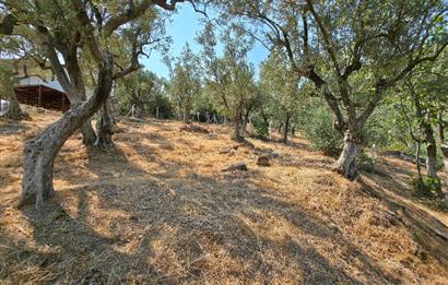 C21 Cius; Gedelek 1865m² Göl ve Doğa Manzaralı Yola Cephe Fırsat