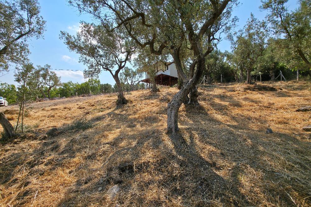 C21 Cius; Gedelek 1865m² Göl ve Doğa Manzaralı Yola Cephe Fırsat