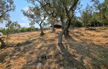 C21 Cius; Gedelek 1865m² Göl ve Doğa Manzaralı Yola Cephe Fırsat
