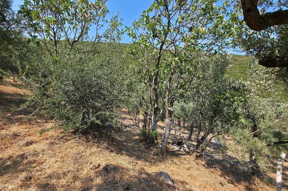 C21 Cius; Gedelek 1865m² Göl ve Doğa Manzaralı Yola Cephe Fırsat